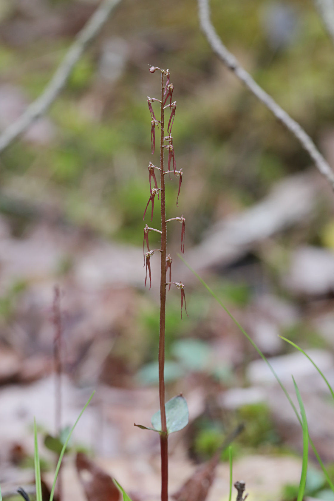 Southern Twayblade