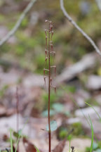 Listera australis