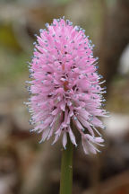 Helonias bullata