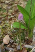 Helonias bullata