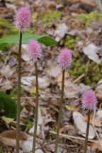 Helonias bullata