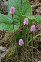 Helonias bullata