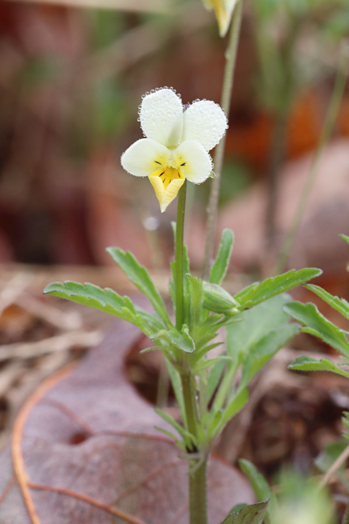 European Field Pansy