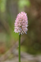 Helonias bullata