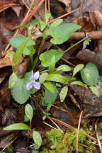 Viola affinis