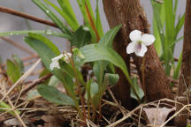 Viola lanceolata