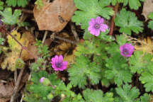 Geranium molle