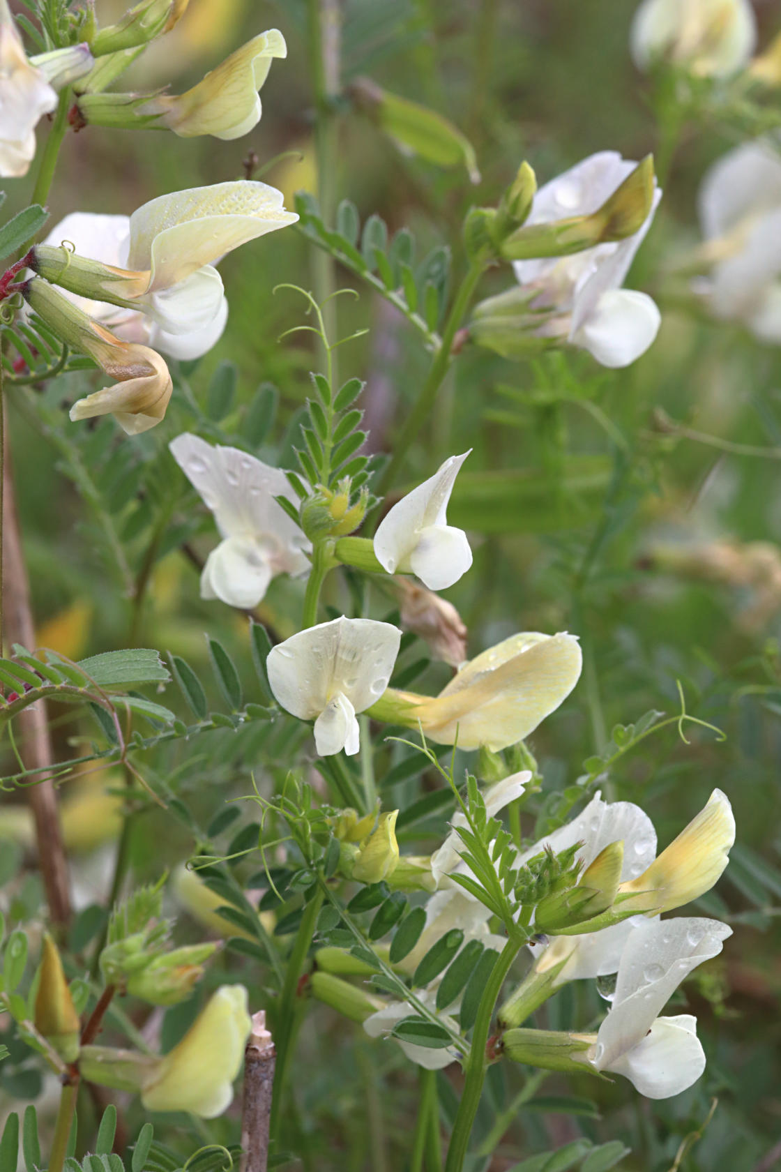 Big-Flowered Vetch