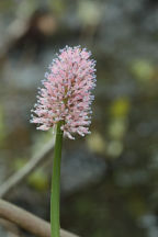 Helonias bullata