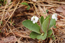 Viola primulifolia