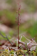 Listera australis