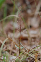 Listera australis