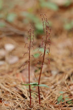 Listera australis