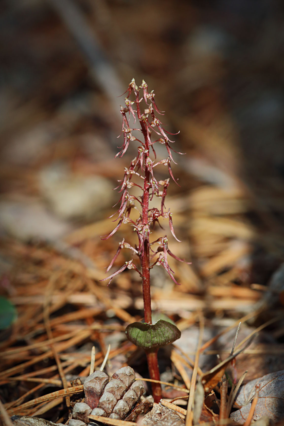 Southern Twayblade