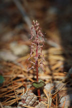 Listera australis