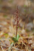 Listera australis