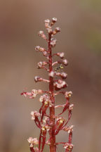 Listera australis