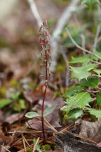 Listera australis