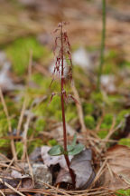 Listera australis