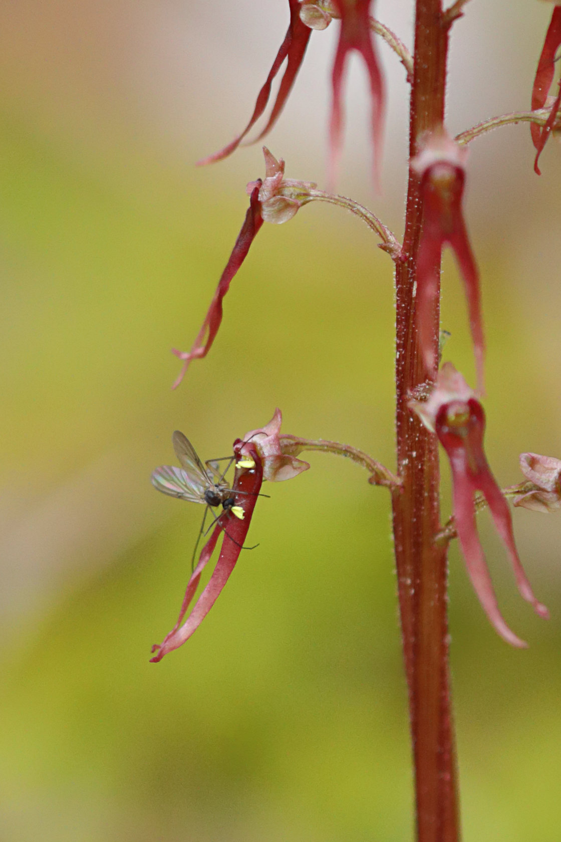 Southern Twayblade