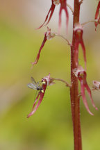 Listera australis