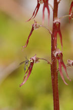 Listera australis