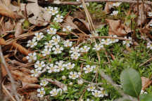 Pyxidanthera barbulata