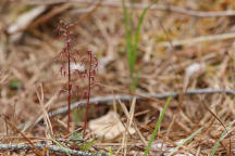 Listera australis