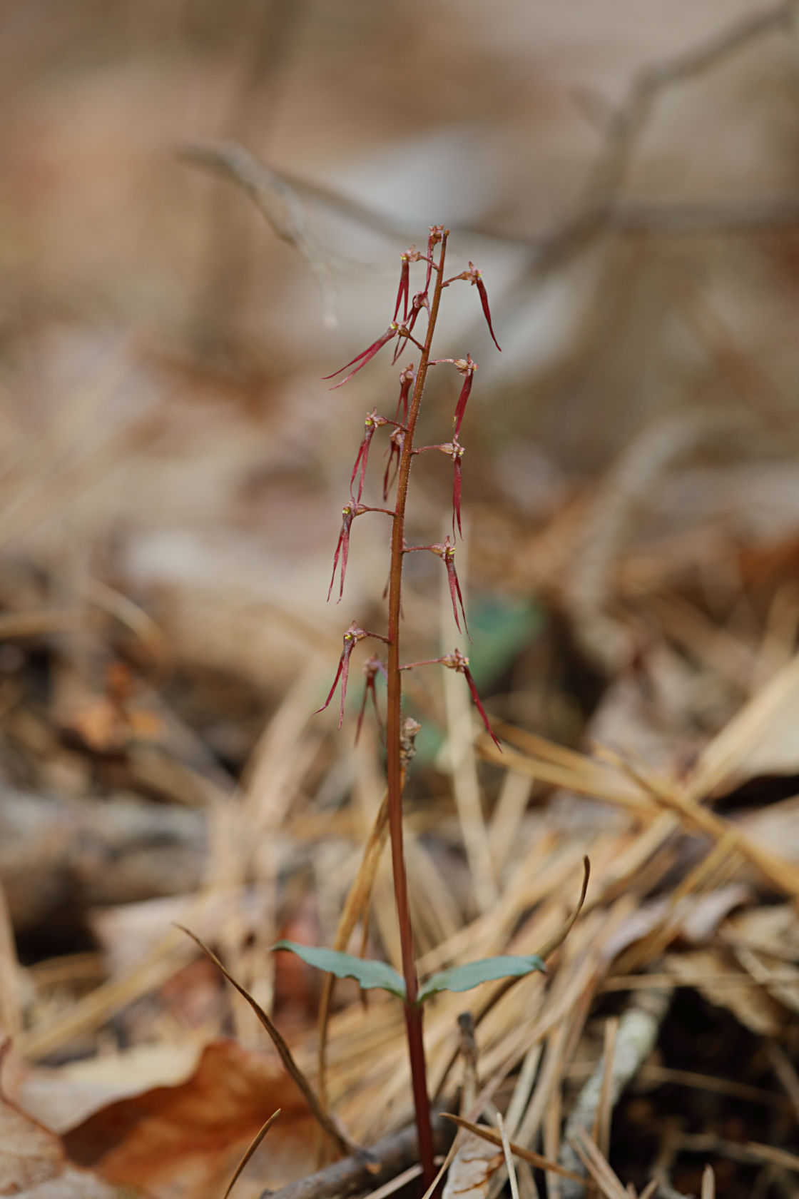 Southern Twayblade