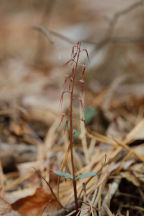 Listera australis