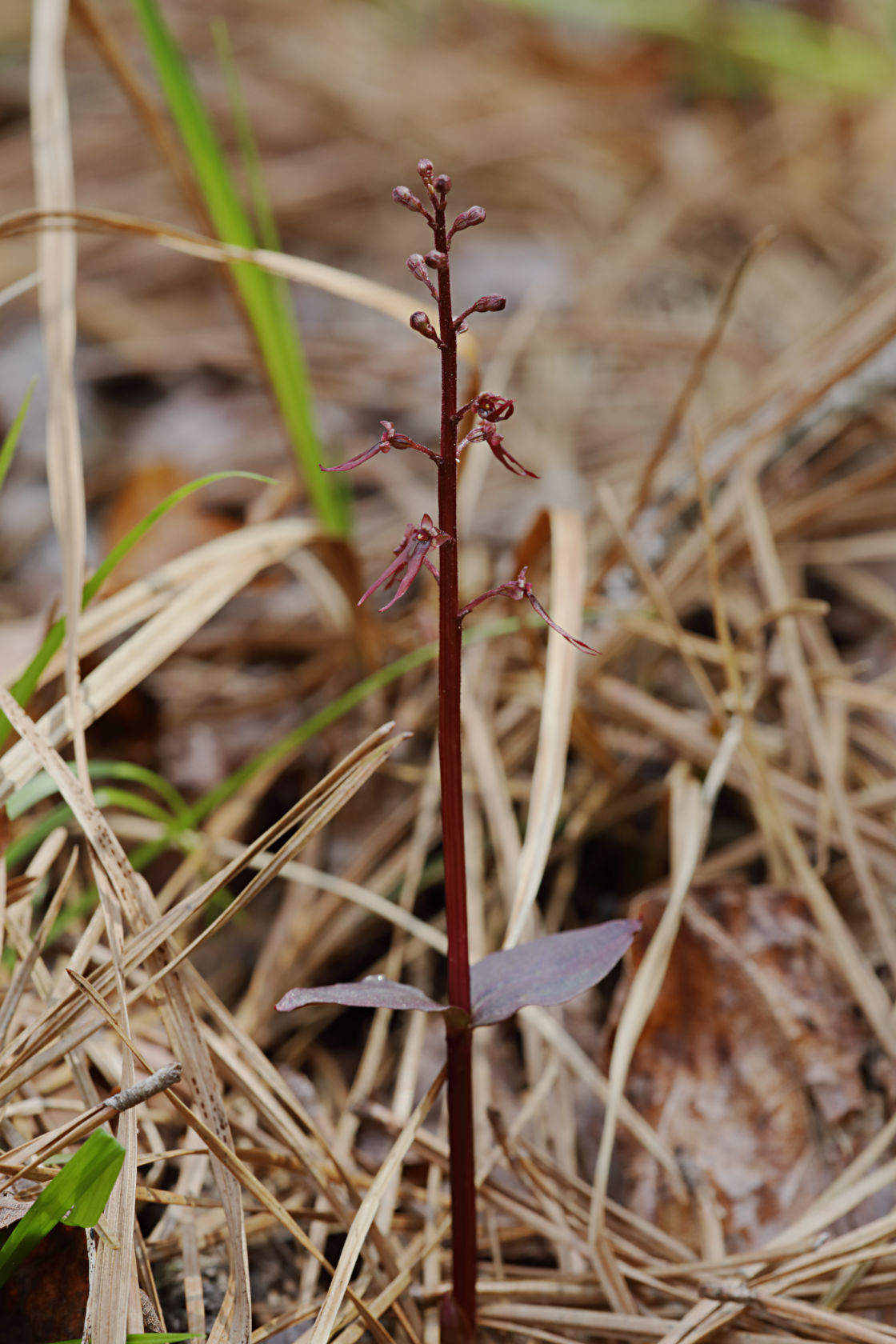 Southern Twayblade