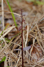 Listera australis