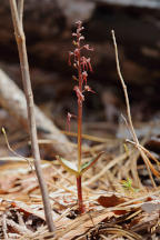 Listera australis