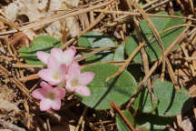 Epigaea repens