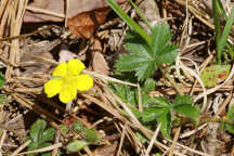 Potentilla canadensis