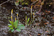 Orontium aquaticum