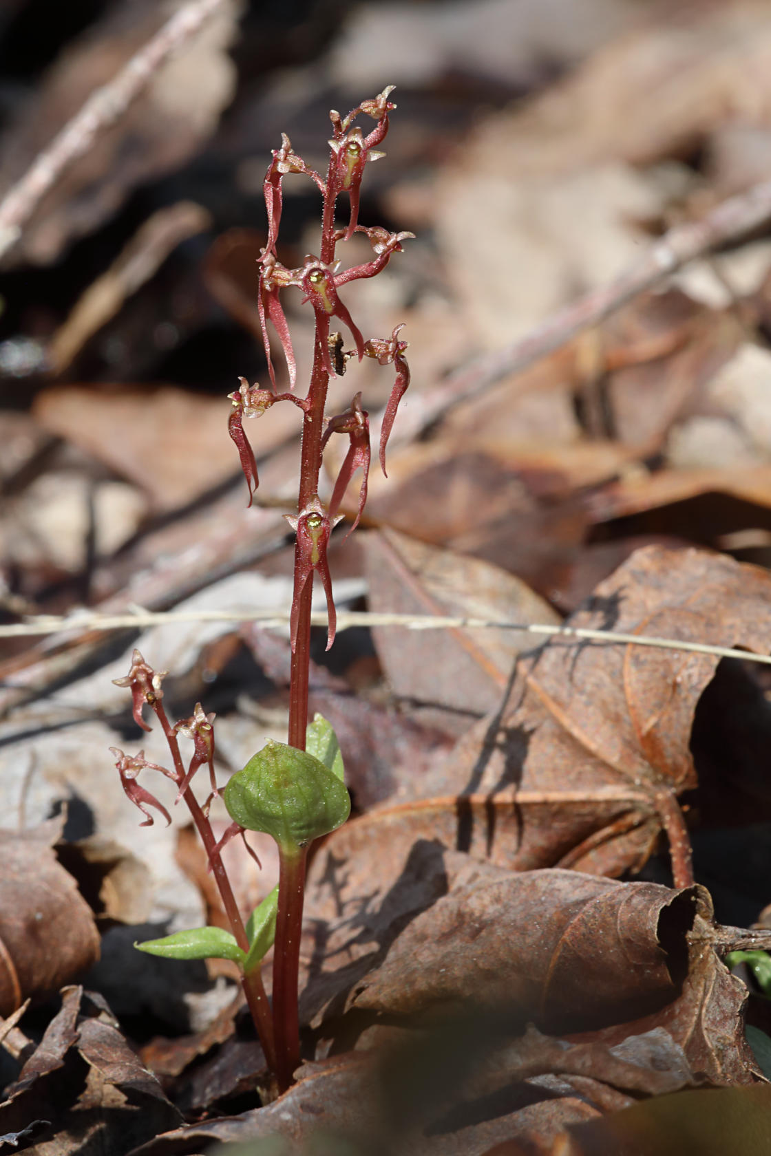 Southern Twayblade