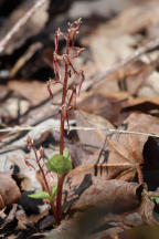 Southern Twayblade