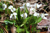 Primrose-Leaved Violet