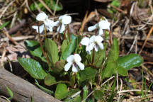 Viola primulifolia