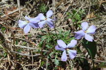 Birdfoot Violet