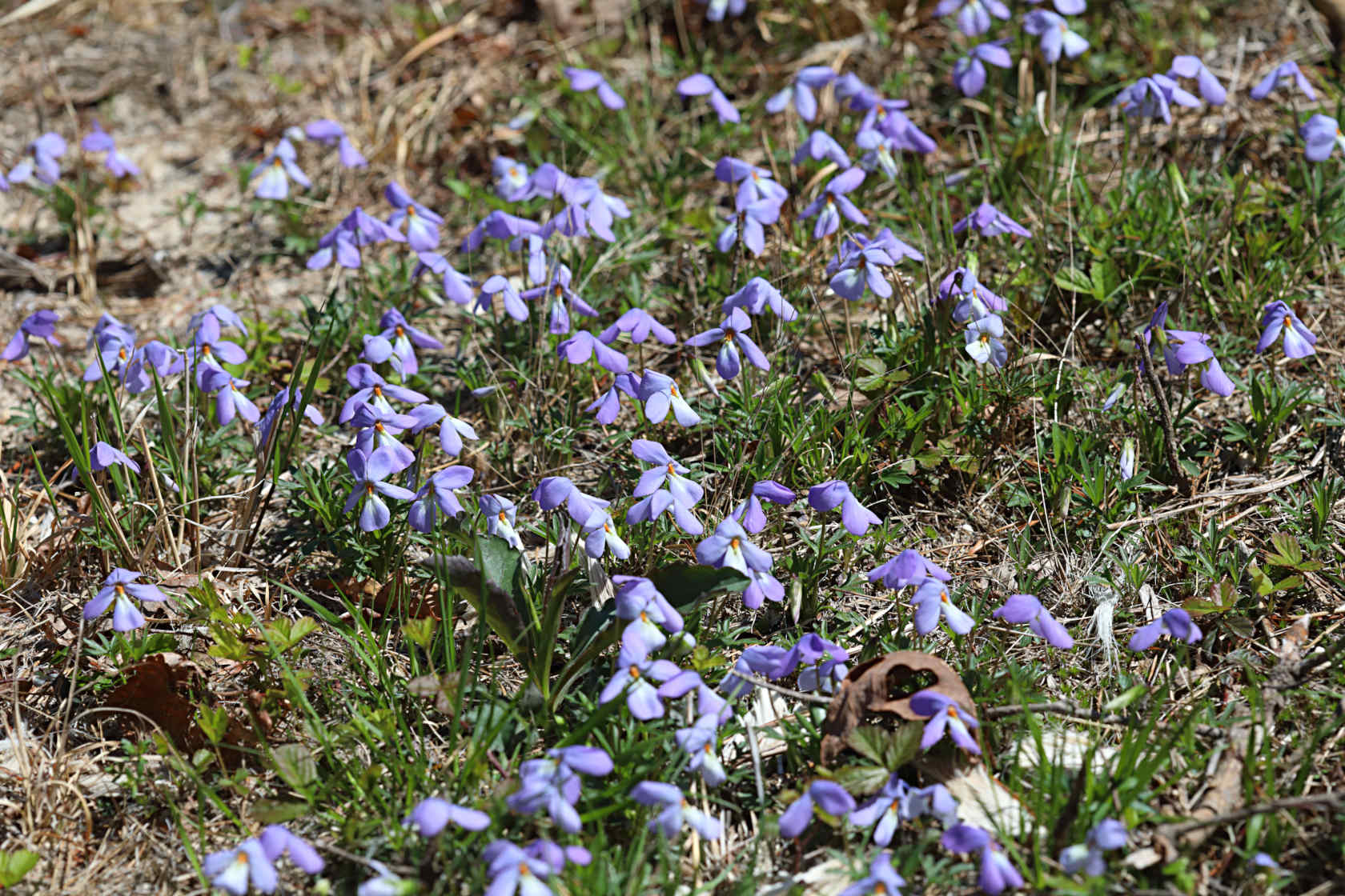 Birdfoot Violet