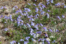 Viola pedata