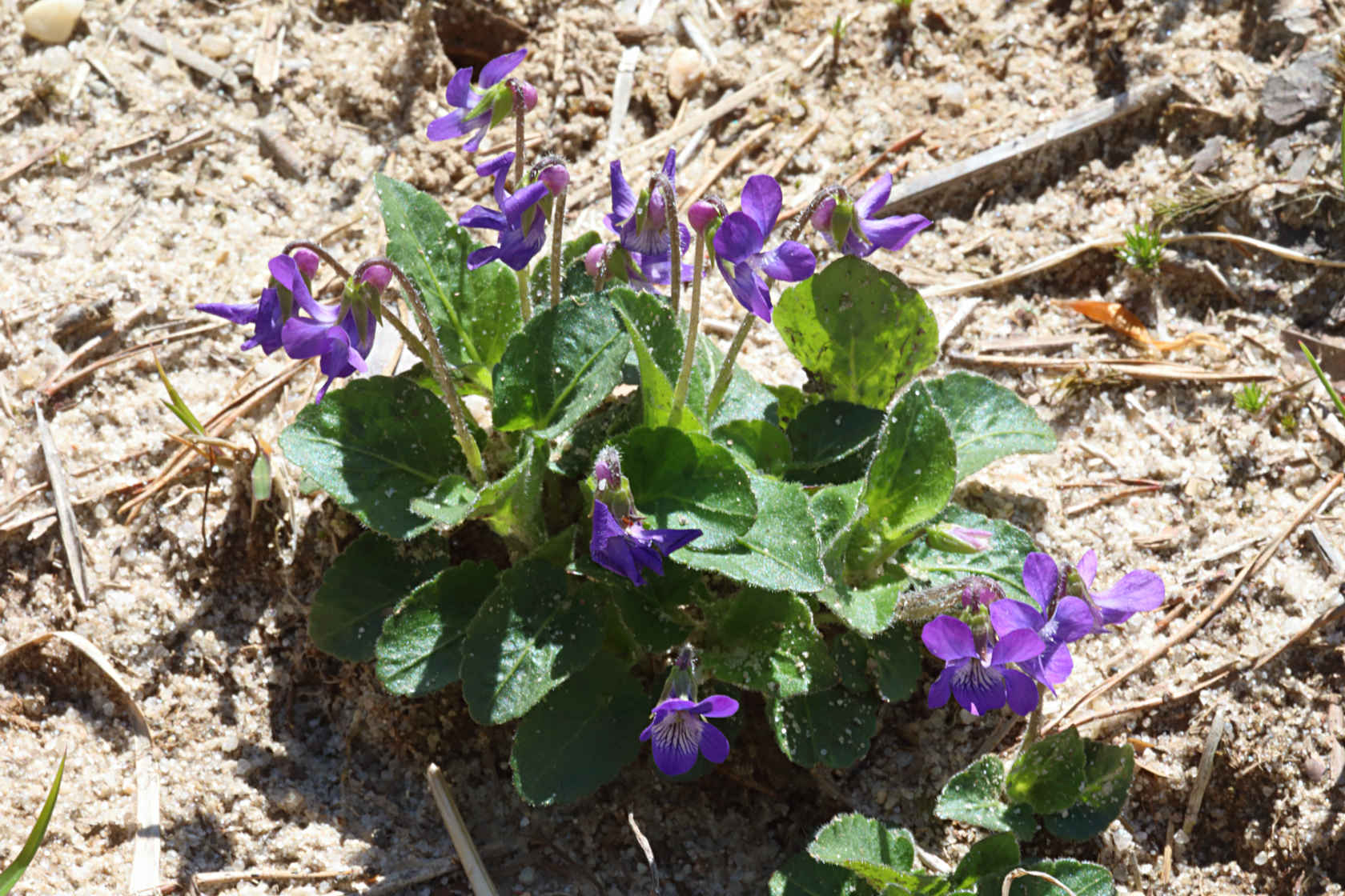 Arrow-Leaved Violet