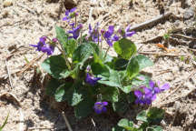 Viola sagittata