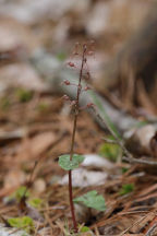 Listera australis