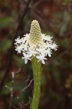 Xerophyllum asphodeloides