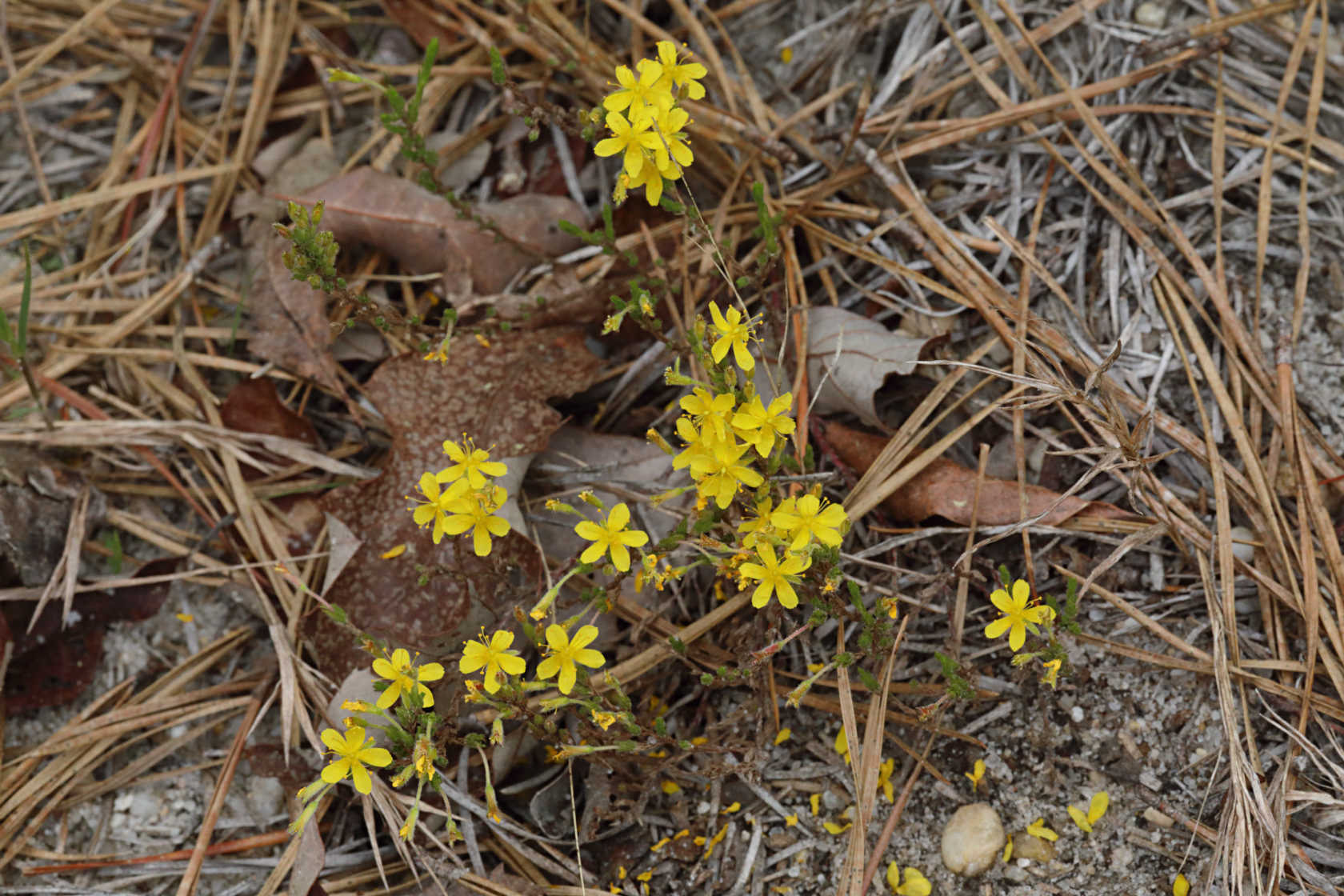 Golden Heather