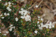 Leiophyllum buxifolium