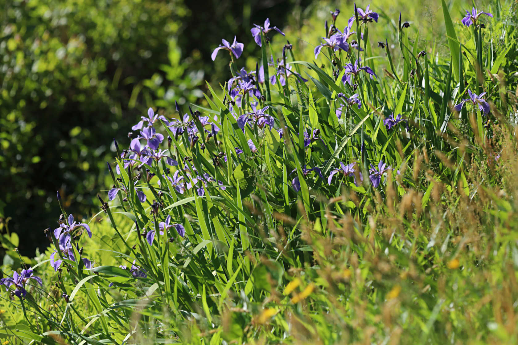 Northern Blue Iris